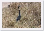 14SerengetiDayGameDrive - 176 * Black-headed Heron.